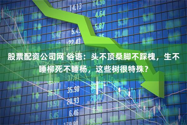 股票配资公司网 俗语：头不顶桑脚不踩槐，生不睡柳死不睡杨，这些树很特殊？